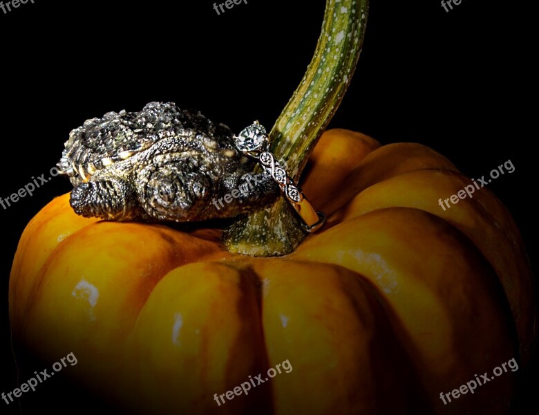 Turtle Pumpkin Ring Halloween Color