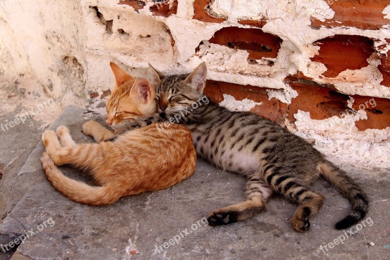 Pet Cat Kitten Brothers And Sisters Snuggle