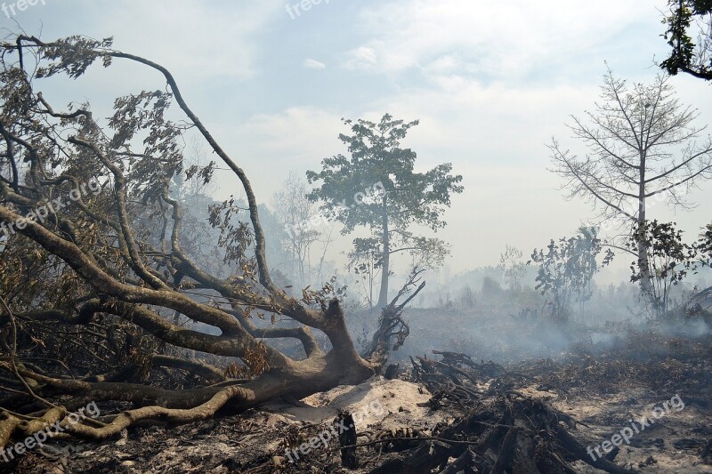 Smoke Tree Forest Fire Danger