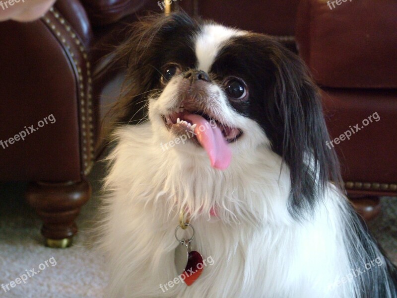 Dog Japanese Chin Tongue Sitting Portrait