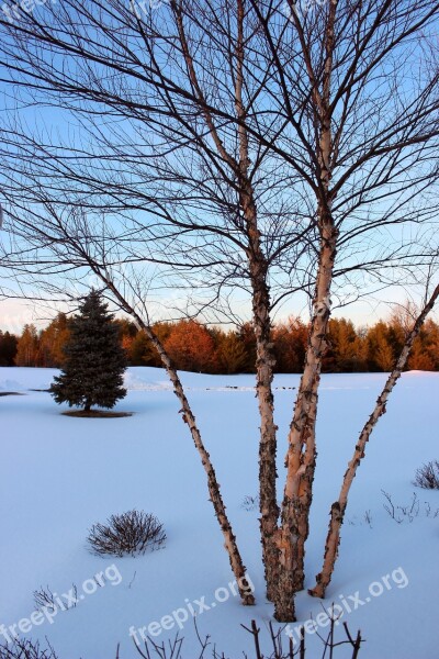 Winter Field Tree Blue Sky Snow