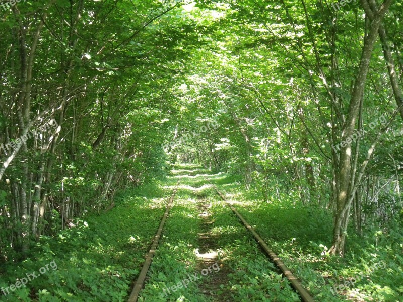 Trolley Forest Old Train Sense Free Photos