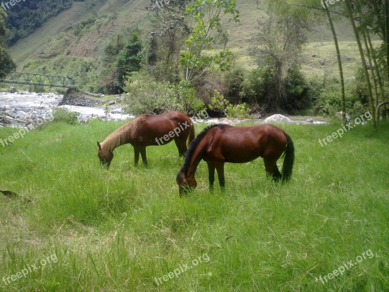 Horses Grass Landscape Prado Animals