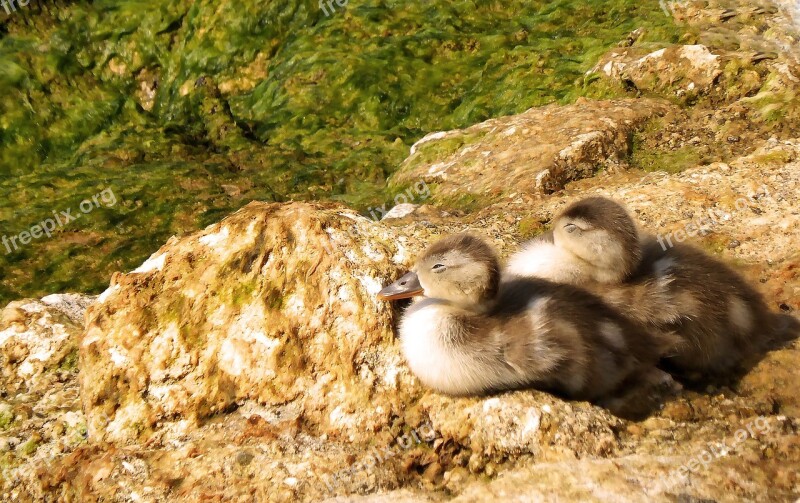 Ducks Chicks Waterfowl Ducky Young Animals