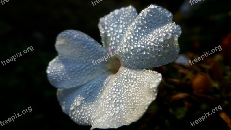 Flower Morning Dewdrop Morgentau Blossom