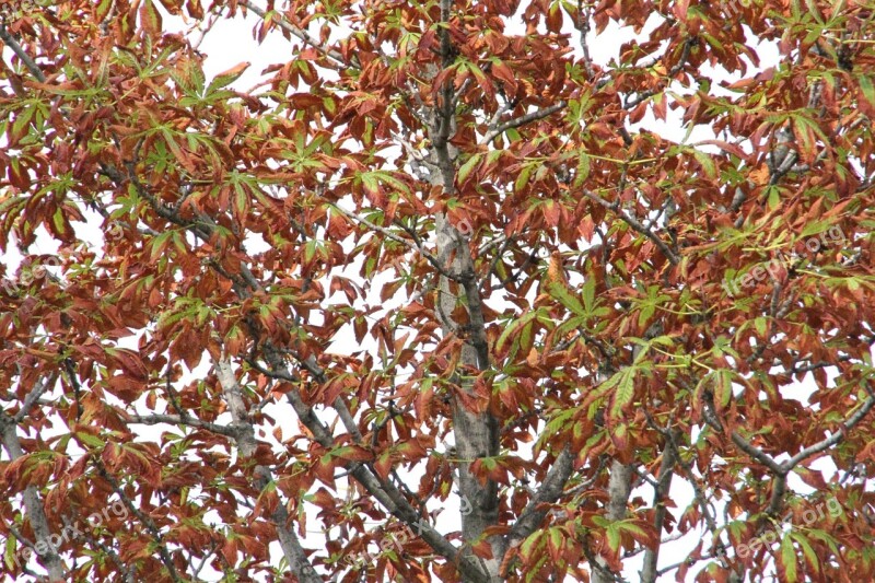 Foliage Wood Autumn Brown Leaves Autumn Leaves