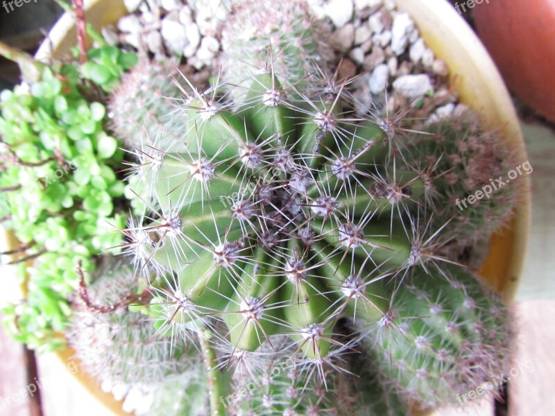 Cactus Green Plant Nature Succulent