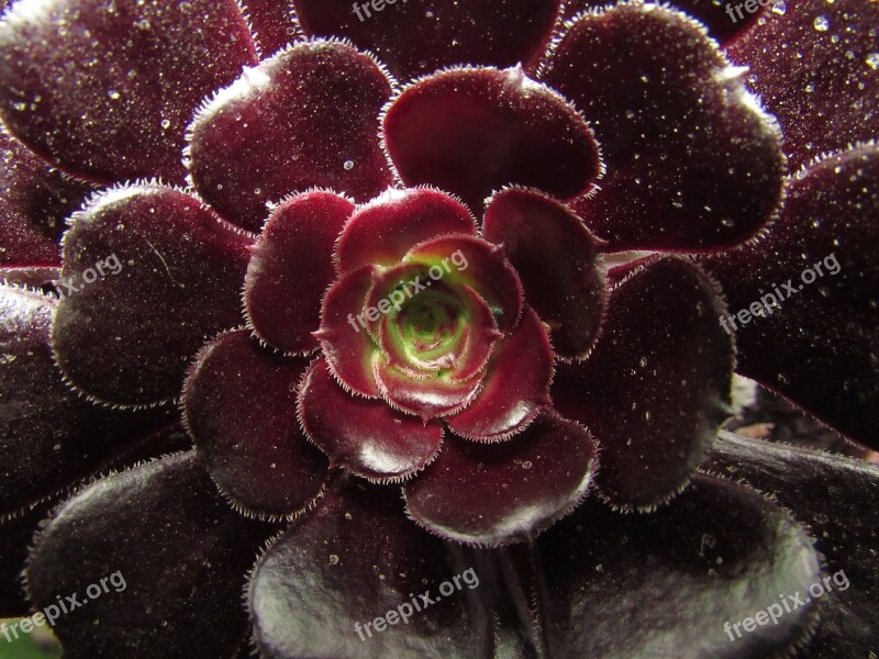 Black Rose Plant Nature Botanical Garden Exotic