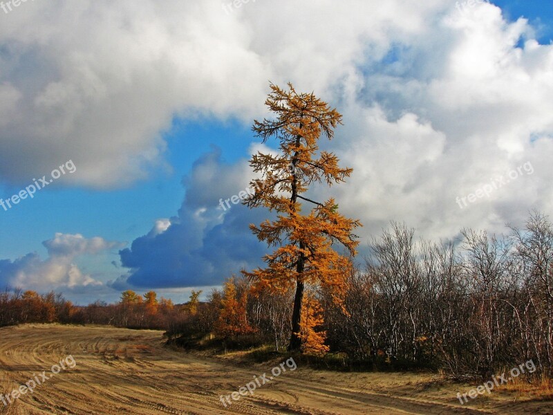 Tree Autumn Pine Nature Coniferous Tree