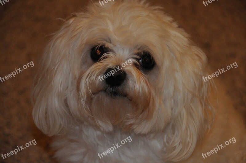 Maltese Poodle Dog Pet Face Free Photos