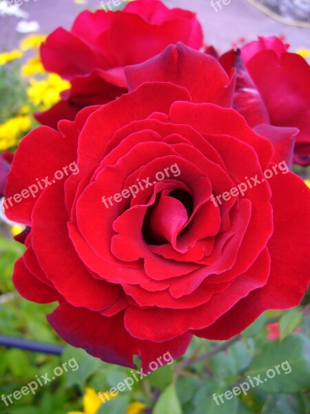 Flower Pink Rosebush Macro Plant