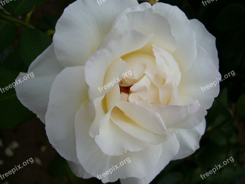 Flower Pink Rosebush Macro Plant