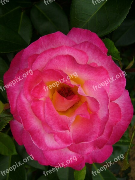 Flower Pink Rosebush Macro Plant