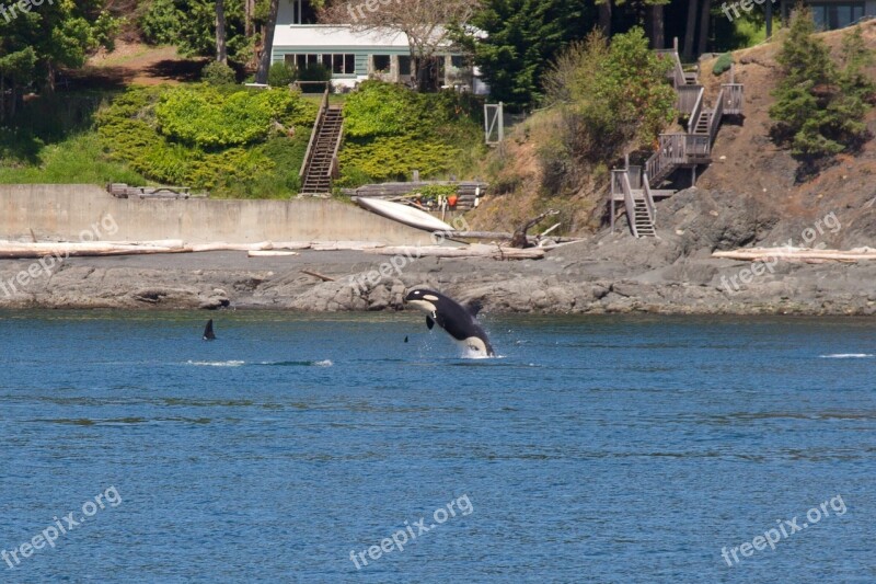 Orca Whales Animal Killer Mammal