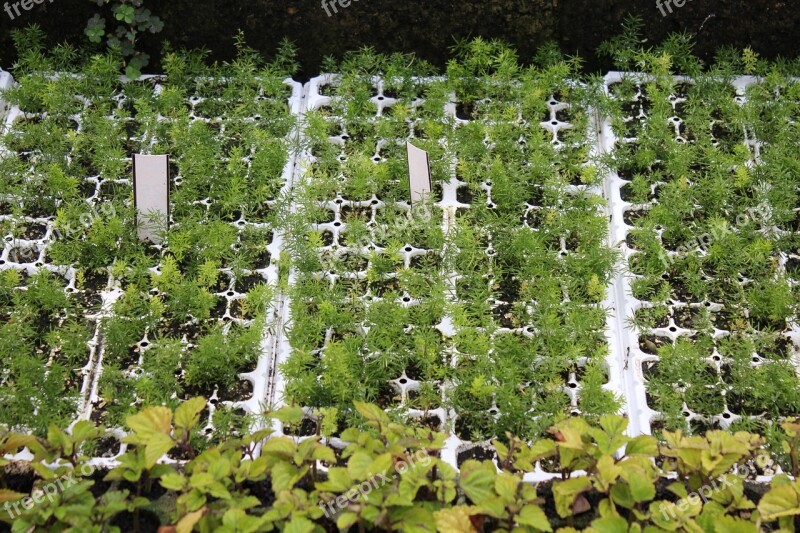 Seedlings Seedling Tray Trays Gardening Green