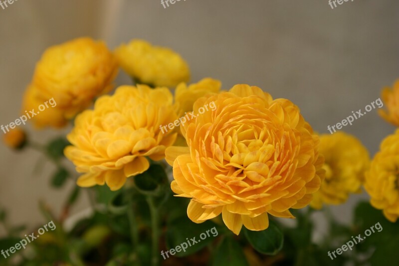 Chrysanthemum Flower Autumn Plant Macro