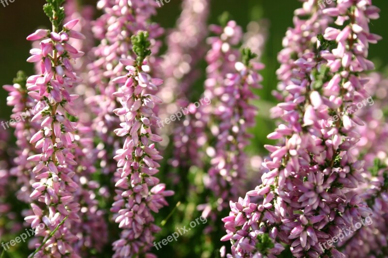 Erika Flowers Autumn Garden Heather