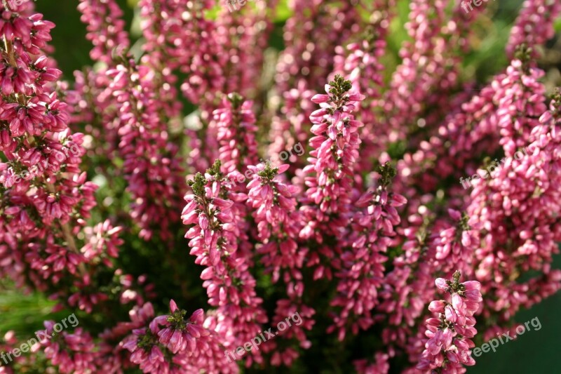 Erika Flowers Autumn Garden Heather