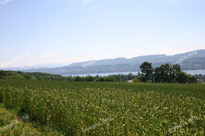 Meadow Lake Nature Zurich Switzerland