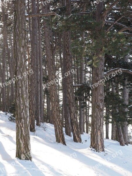 Pine Forest Pine Forest Trees Pine Family