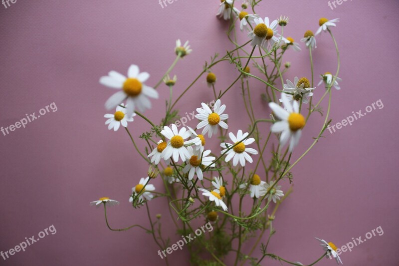 Chamomile Garden Medicinal White Floral