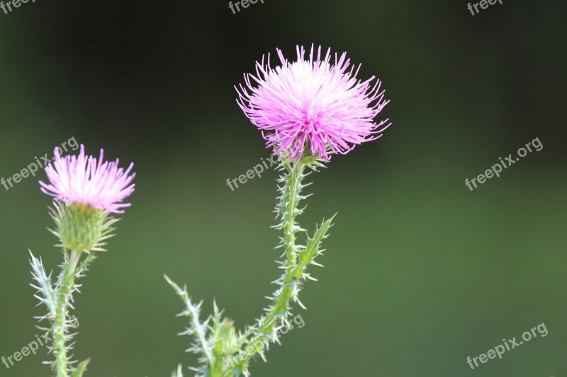 Greater Burdock Nature Plant Burdock Blossom