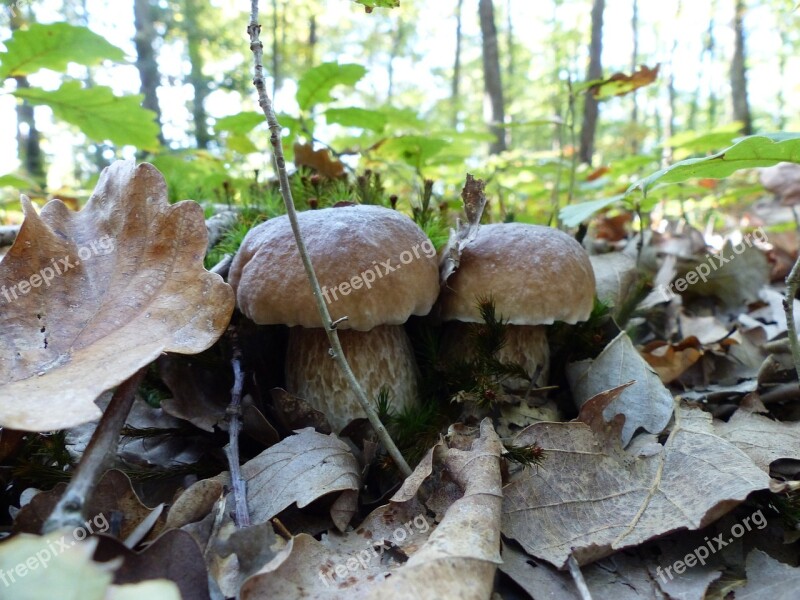 Fungus Cep Boletus Collection Pick