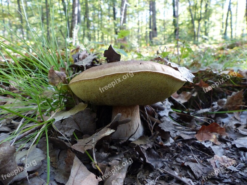 Fungus Cep Boletus Collection Pick