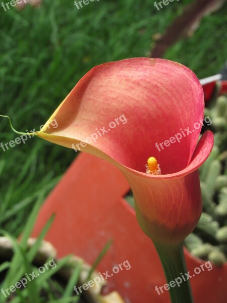 Calla Flower Red Romantic Nature