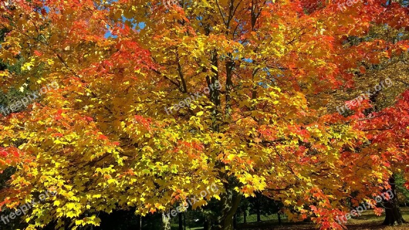 Autumn Fall Leaves Tree Essex