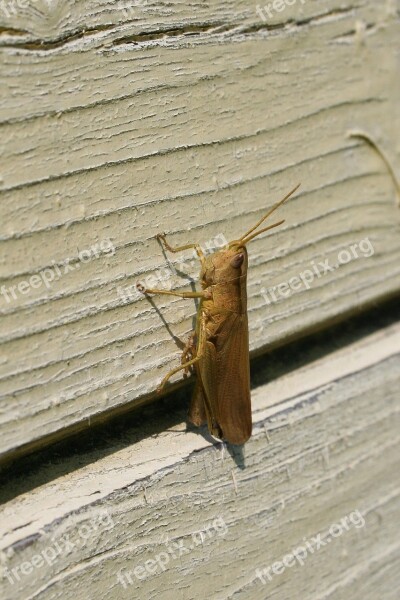 Grasshopper Large On The Wall Free Photos