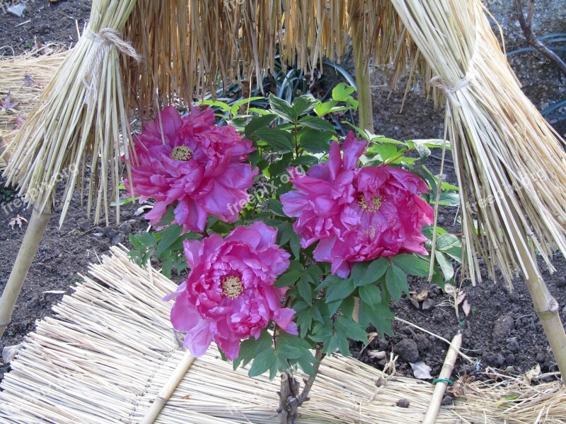 Peony Tsuruoka Hachiman New Year's Day Free Photos