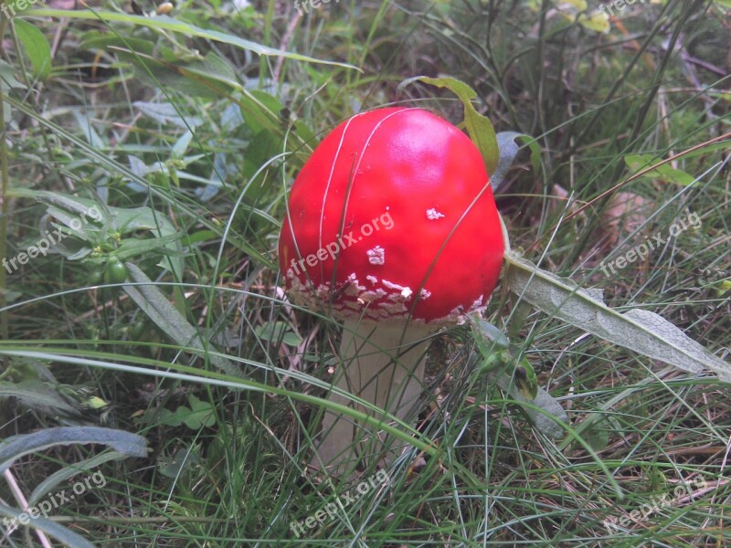 Fly Agaric Poisonous Mushroom Lucky Guy Autumn Risk