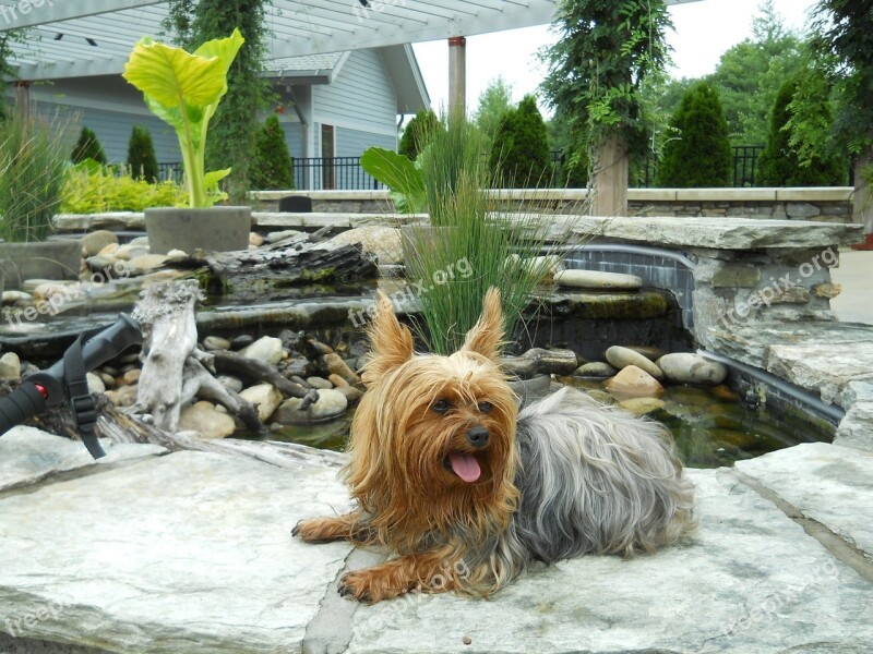 Yorkie Stone Yorkshire Breed Dog