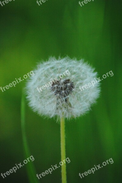 Dandelion Nature Flower Summer Plant