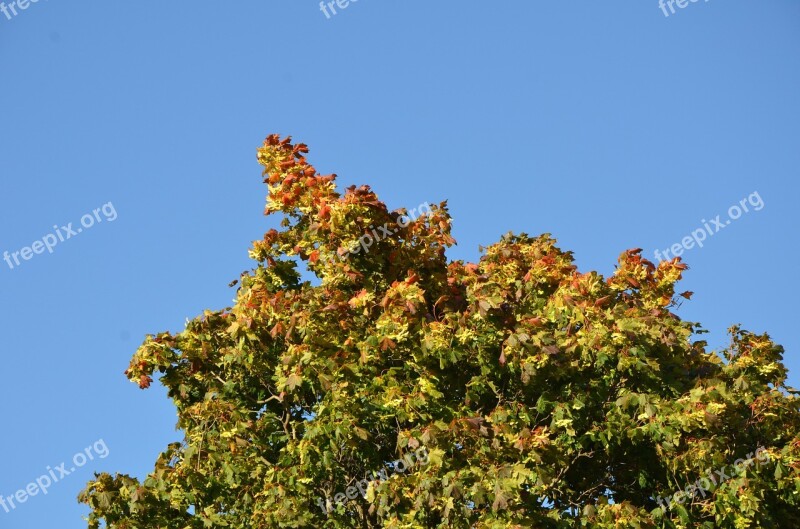 Autumn Colorful Fall Colors Nature Autumn Leaf