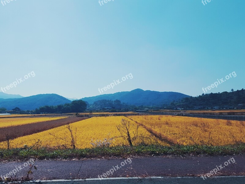 Autumn Rice Paddies Ch Nature Haman