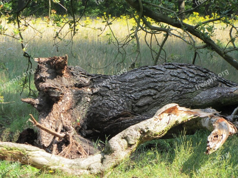 Branch Hackneyed Trunk Forest Free Photos