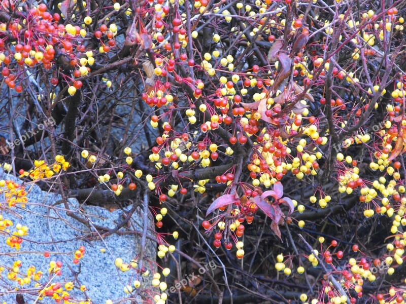 Fall Bittersweet Bet Berries Branch