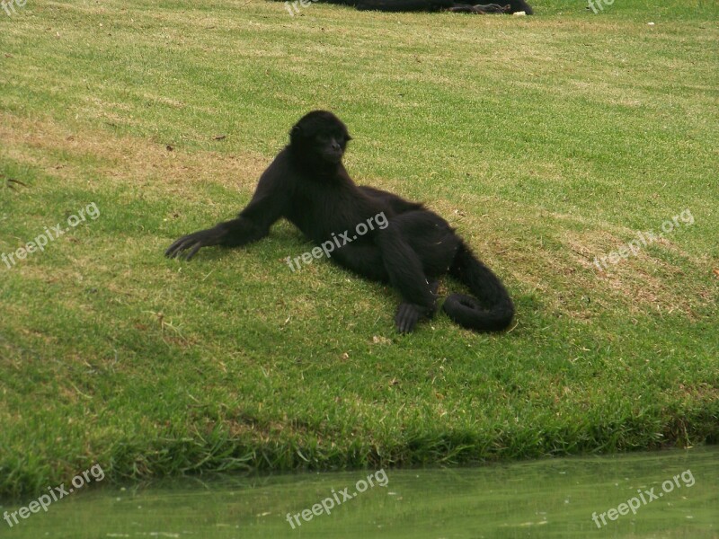 Spider Monkey Nature Natural Landscape Primate