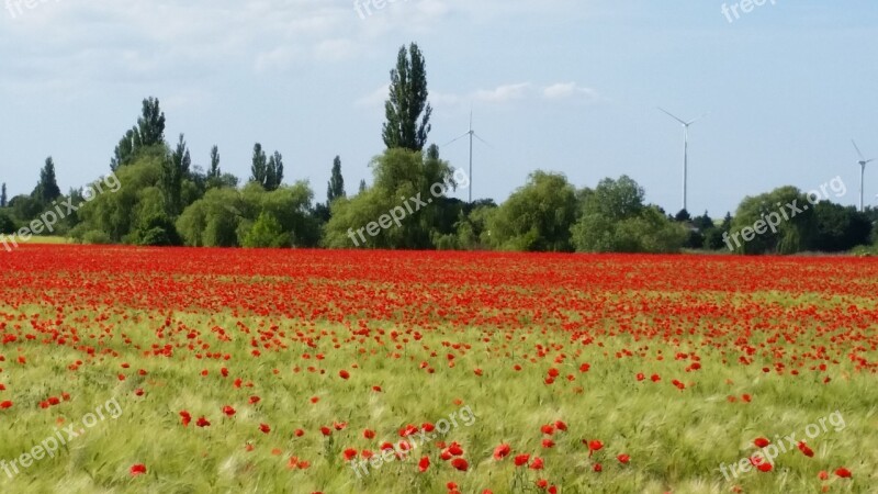 Summer Klatschmohn Poppy Poppy Flower Flower