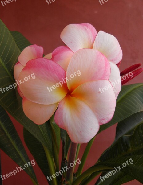 Frangipani Flower Scent Nature Plumeria