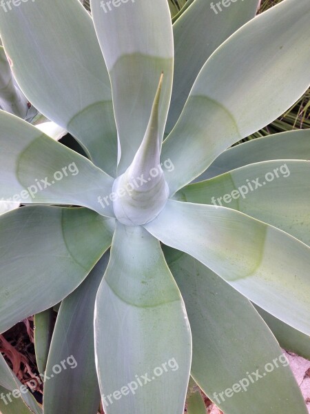 Algave Plant Maquis Corsican Nature