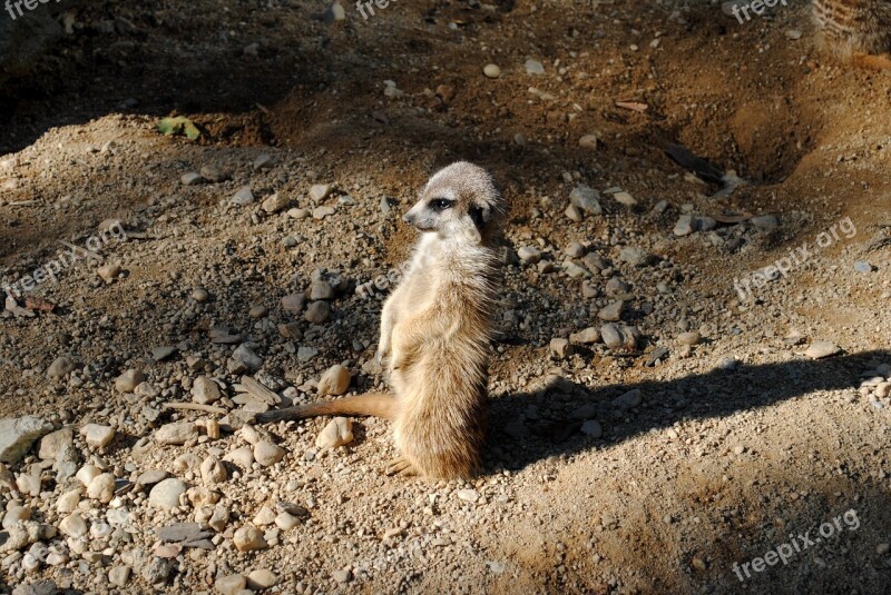 Animal Guard Patrol The Zoological Garden Desert