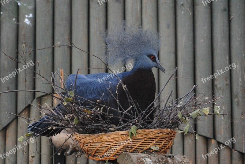 Bird Exotica Feather Colors The Zoological Garden