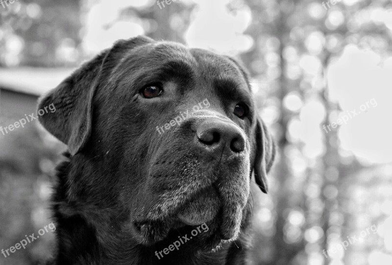 Dog The Most Obvious Labrador Sad Sad Eyes