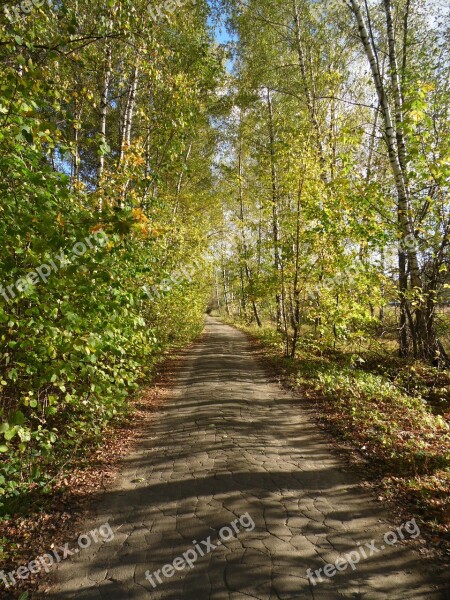 Road Path Forest Road Nature Trees