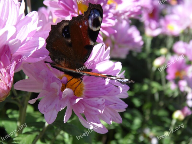 Butterfly Summer Flowers Beautiful Flower Closeup Free Photos