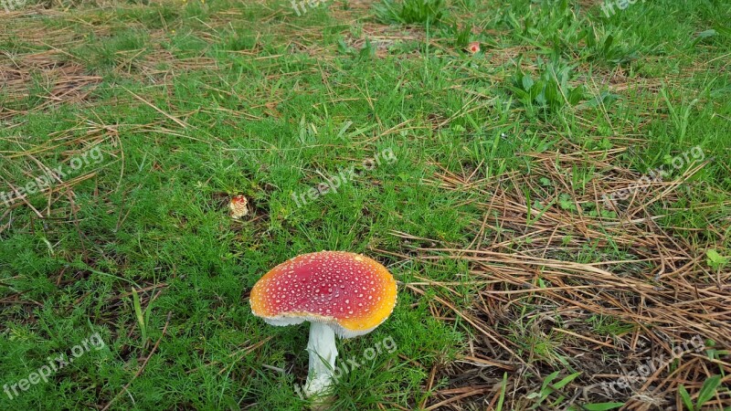 Amanita Muscaria Mushroom Toxic Fungi Forest