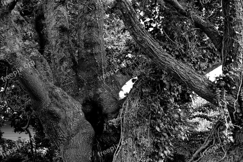 Tree Tree Trunk Branches Nature Wood